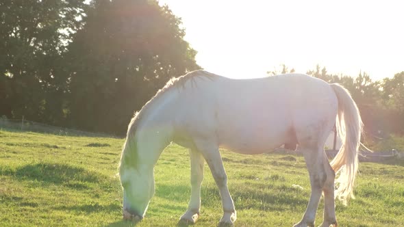 Horse Grazing in an Open Field at Sunset