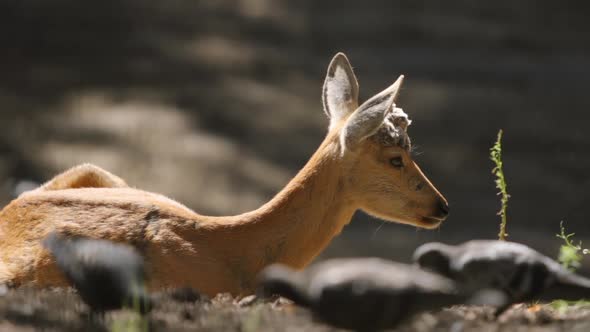 Portrait Of A Young Deer And A Pigeon Flock On A Nature