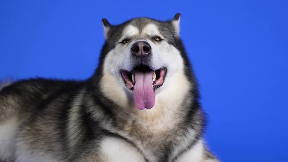 Alaskan Malamute Posing in the Studio on a Blue Background