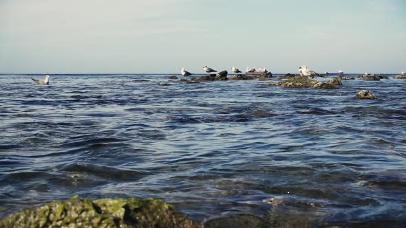  Gulls on the Water and on Rocks in the Sea