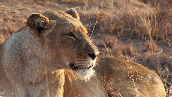 Drowsy lioness relaxing peacefully in the sun in the African wild