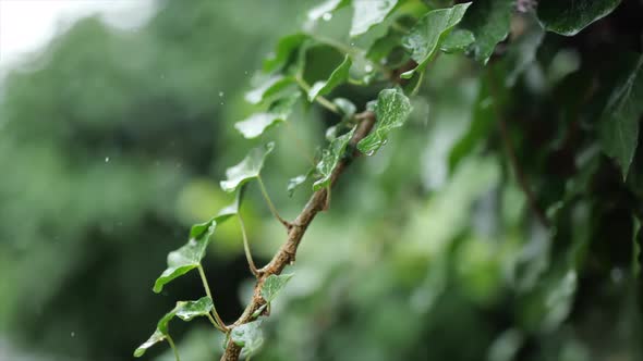 Tree and Drops