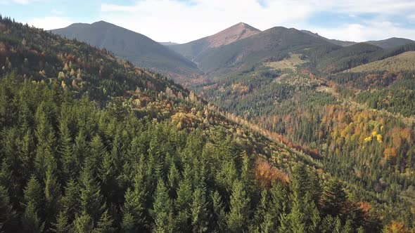 Aerial View of Autumn Mountain Landscape with Evergreen Pine Trees and Yellow Fall Forest with