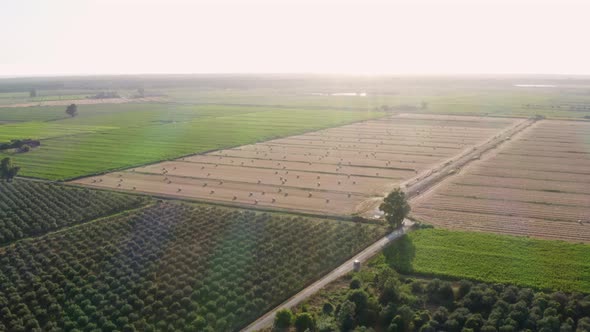 sunflower field cultivation