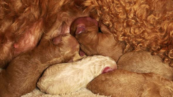 Poodle Puppies Nursing