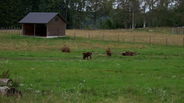 A European Bison is rolling in the dirt, in a breeding farm in Sweden