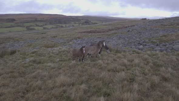 Wild horses roaming free in the countryside