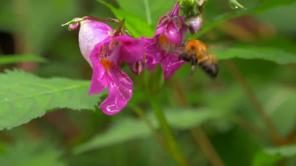 Bee and flower