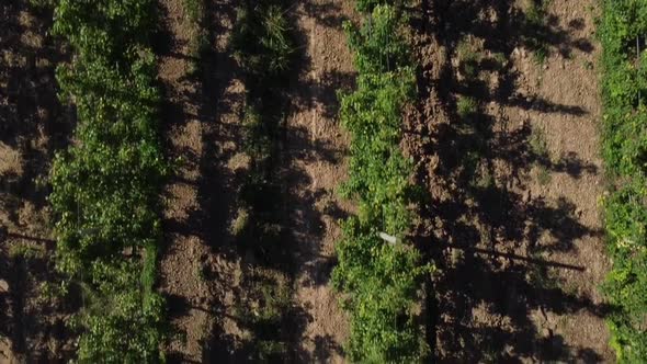 Aerial flyover pear plantation during growing process during summer in Portugal Countryside