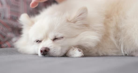 Pet owner massage with her white Pomeranian dog 