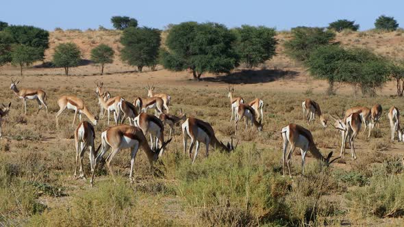 Springbok Herd - Kalahari Desert