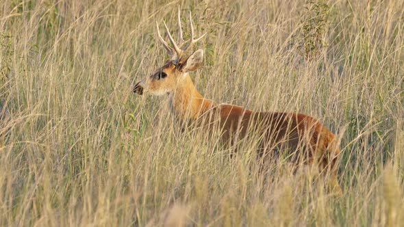 Wild marsh deer, blastocerus dichotomus camouflaged in its natural habitat, observing, listening and