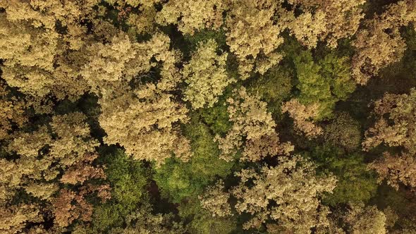 Aerial Top Down View Forest Woodland Aerial