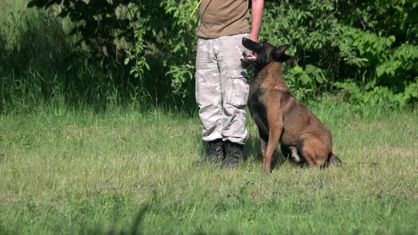 Man Is Taking a Toy From a Dog and Commanding To the Dog To Lie Down.