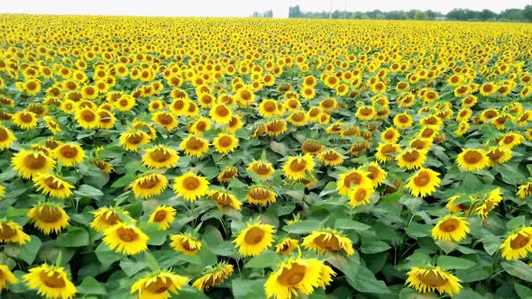 Bright yellow sunflowers in the field is swaying on the wind.