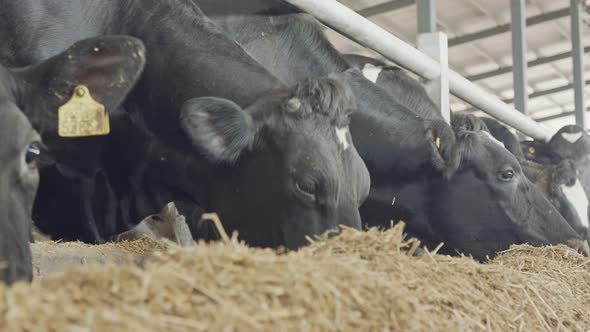 Dairy cows eating hay in a large stable on a dairy farm