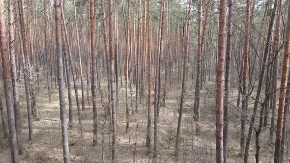 Forest Landscape Aerial View Slow Motion