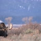 Bull Moose grazing in a field walking through the brush in Wyoming - VideoHive Item for Sale