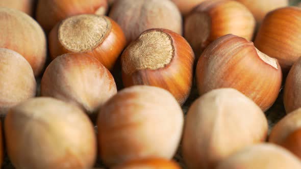 Hazelnut filbert close-up 4K UHD 3840X2160 footage  - Hazelnut   filbert  4K 2160p UHD natural video