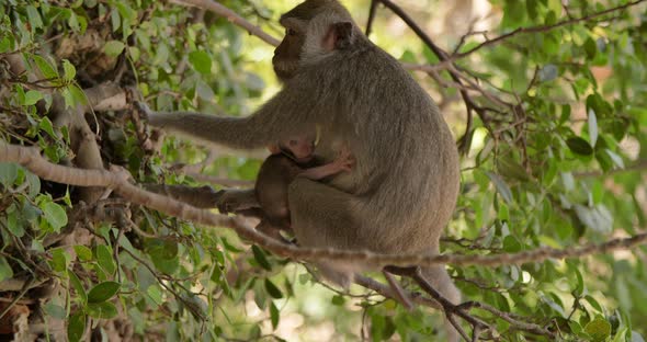 Baby Monkey Sucking Breast of His Mother  Bali Indonesia