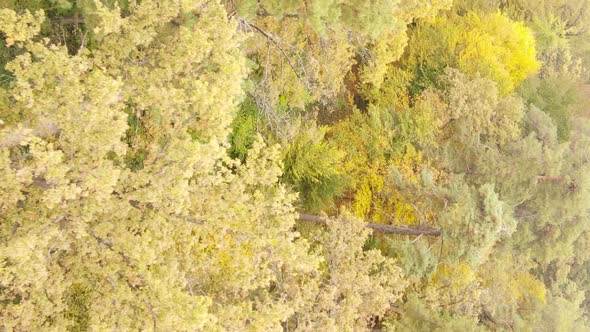 Vertical Video of the Forest on an Autumn Day Slow Motion