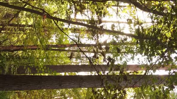 Vertical Video of an Autumn Forest During the Day in Ukraine