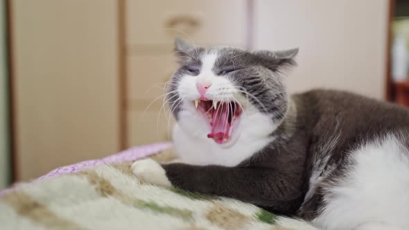 a Gray and White Cat Yawns Sweetly and Puts Its Head on Its Paws Falling Asleep on the Bed