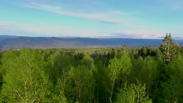 Flying backwards and descending close over the tops of the beautiful aspen trees to land on an empty