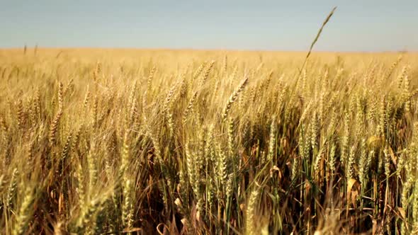 Pan Shot in Wheat Field