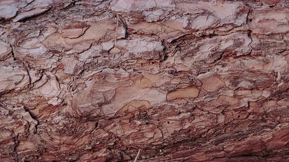 Abstract pine bark texture background. Close-up of a old pine trunk.