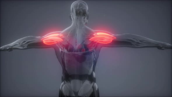 Selected Muscle Anatomy Map alt