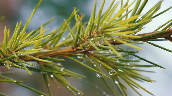 Pine and Rain Drops