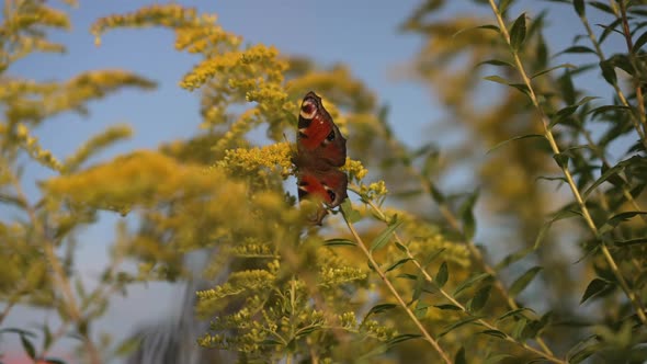 Closeup Peacock Butterfly on Tree Bush Brunch Outdoors in Sunshine