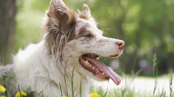 Happy Dog Border Collie with Flowers Fields in Background