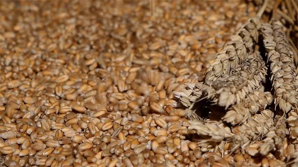 Wheat Grains Agricultural Crop Harvest, Harvested Seed Falling Over a Pile. Slow Motion. Close Up