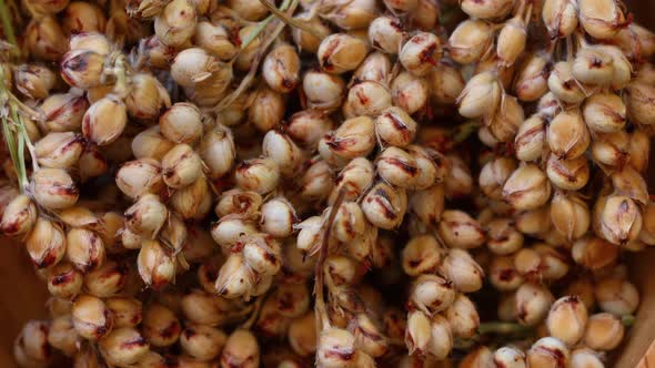 close up dry sorghum