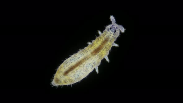 Collembola Insect Under the Microscope Order Poduromorpha