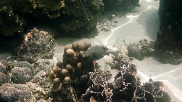 Underwater Video of Blackspotted Puffer Hiding Among Coral Reefs in Andaman Sea