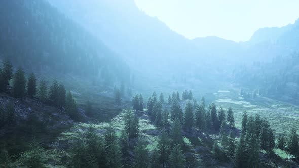 Fir and Other Pine Trees on Mountains on a Sunny End of Summer