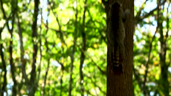 Wild cats in a belgian forest in the ardennes region. Couple of wild cats near a tree in a big fores