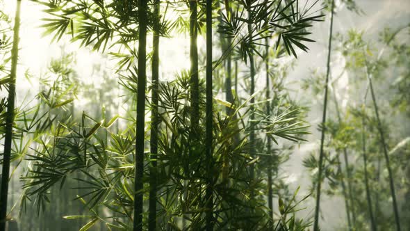 Green Bamboo Forest with Morning Sunlight