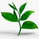 Tea Leaves - 3DOcean Item for Sale