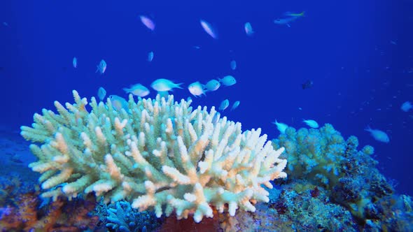 Marine Coral Garden