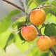 Ripe Apricots - VideoHive Item for Sale