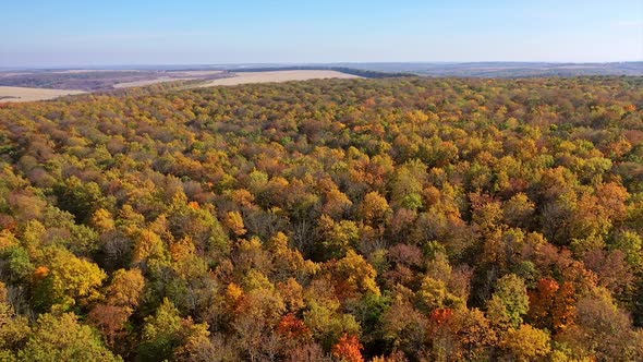 Fall foliage in autumn forest. Endless woodland with beautiful colors during fall season