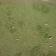 Aerial top view of cows Walking in Field 4K - VideoHive Item for Sale