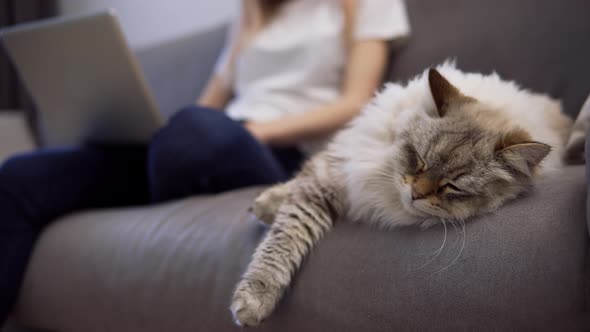 Fluffy Cat Sleeping on a Couch While Owner Working on Laptop on Background