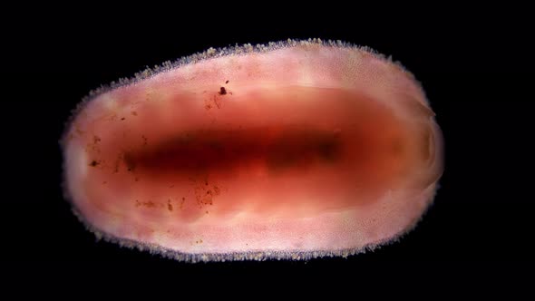 Mollusca-chiton, class Polyplacophora under microscope