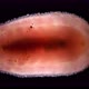 Mollusca-chiton, class Polyplacophora under microscope - VideoHive Item for Sale