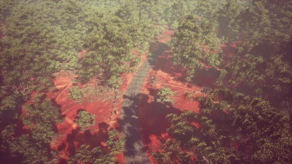 Aerial Shot of Road Snaking Through Green Trees